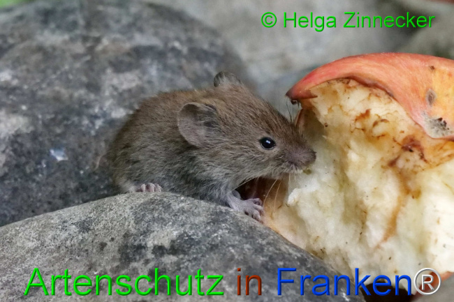 Bild zum Eintrag (1111138-160)