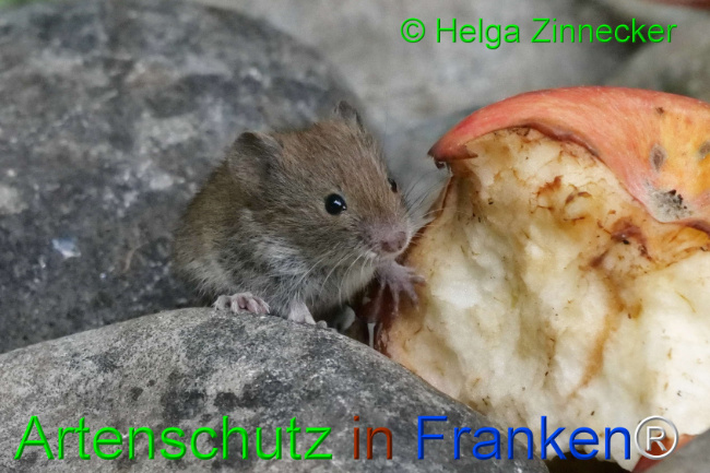 Bild zum Eintrag (1111139-160)