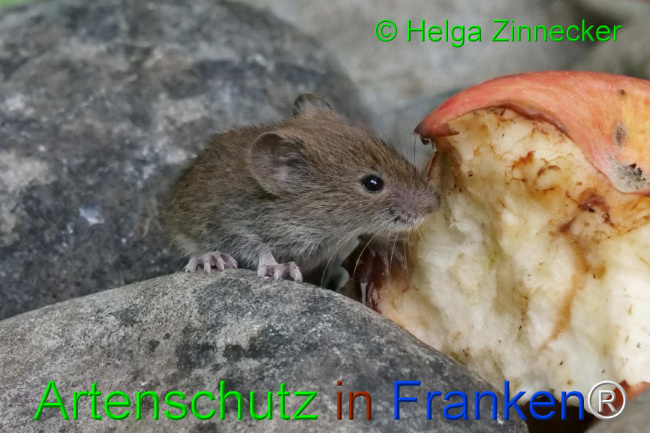 Bild zum Eintrag (1111140-160)