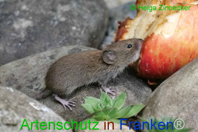 Bild zum Eintrag (1111141-160)