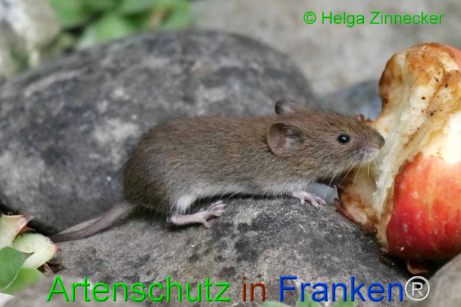 © Artenschutz in Franken® / Helga Zinnecker Bild zum Eintrag (1111143-160)