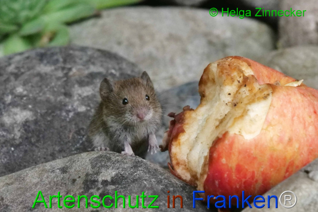 © Artenschutz in Franken® / Helga Zinnecker Bild zum Eintrag (1111144-160)