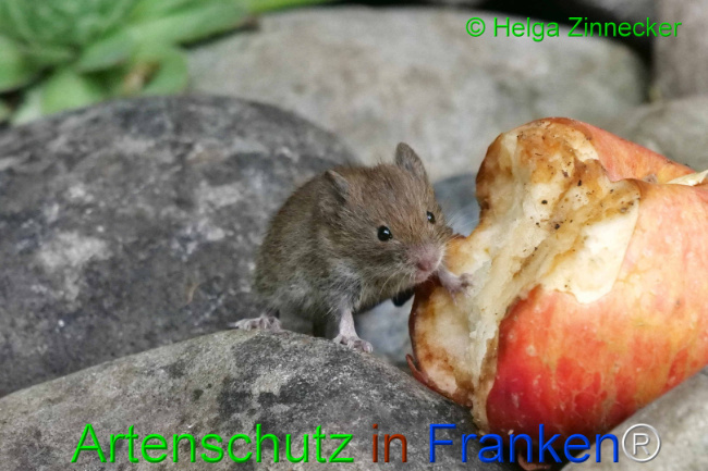 © Artenschutz in Franken® / Helga Zinnecker Bild zum Eintrag (1111145-160)