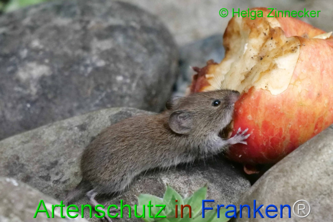 © Artenschutz in Franken® / Helga Zinnecker Bild zum Eintrag (1111147-160)