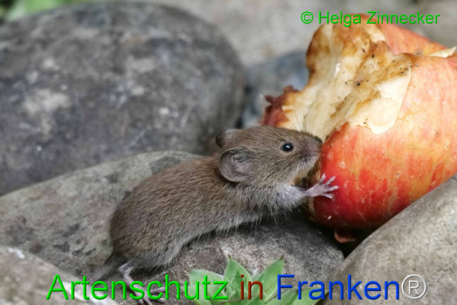 © Artenschutz in Franken® / Helga Zinnecker Bild zum Eintrag (1111148-160)