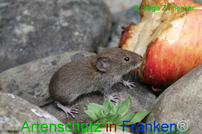 © Artenschutz in Franken® / Helga Zinnecker Bild zum Eintrag (1111149-160)