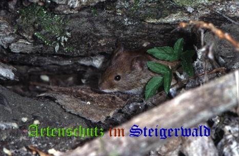 Bild zum Eintrag (1111153-160)