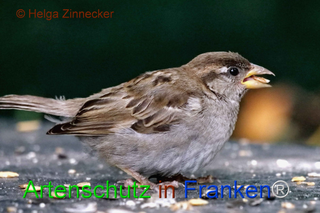Bild zum Eintrag (1111162-160)