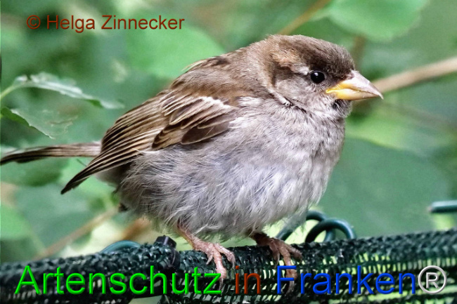 © Artenschutz in Franken® / Helga Zinnecker Bild zum Eintrag (1111165-160)