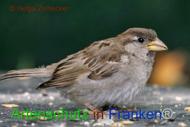 © Artenschutz in Franken® / Helga Zinnecker Bild zum Eintrag (1111166-160)