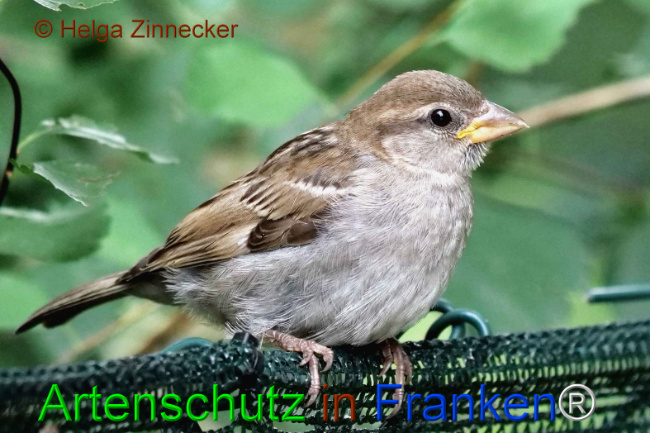 © Artenschutz in Franken® / Helga Zinnecker Bild zum Eintrag (1111167-160)