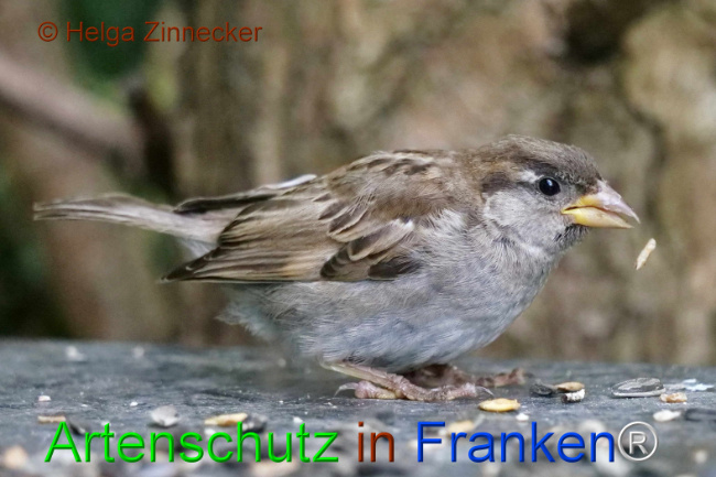 © Artenschutz in Franken® / Helga Zinnecker Bild zum Eintrag (1111169-160)