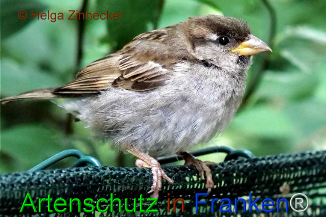 © Artenschutz in Franken® / Helga Zinnecker Bild zum Eintrag (1111170-160)