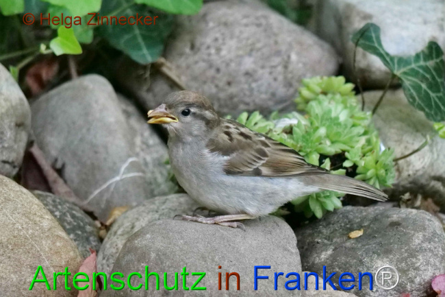 © Artenschutz in Franken® / Helga Zinnecker Bild zum Eintrag (1111171-160)