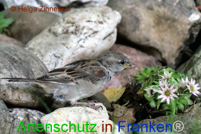 © Artenschutz in Franken® / Helga Zinnecker Bild zum Eintrag (1111173-160)