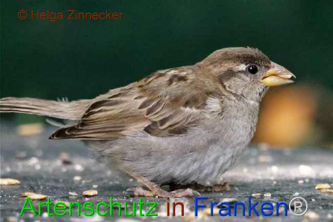 © Artenschutz in Franken® / Helga Zinnecker Bild zum Eintrag (1111174-160)