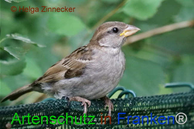 © Artenschutz in Franken® / Helga Zinnecker Bild zum Eintrag (1111175-160)