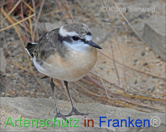 © Artenschutz in Franken® / Klaus Sanwald Bild zum Eintrag (1111238-160)