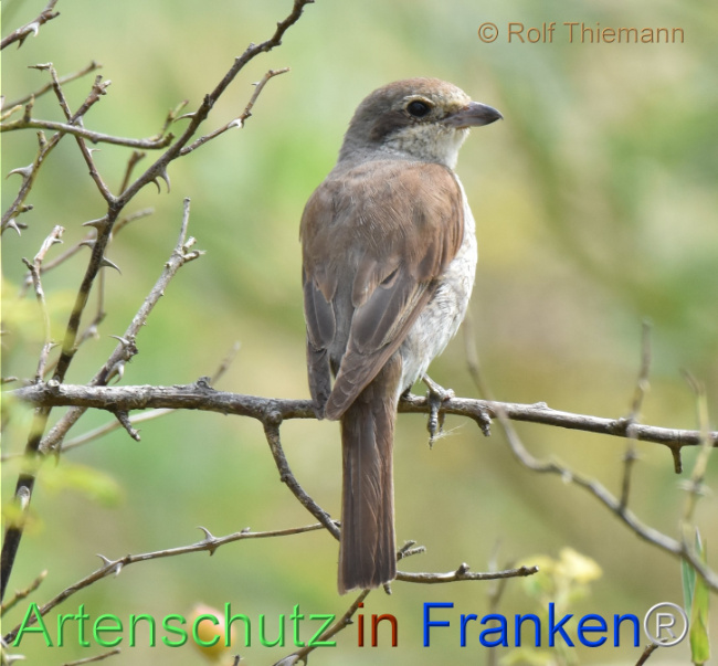 © Artenschutz in Franken® / Rolf Thiemann Bild zum Eintrag (1111279-160)