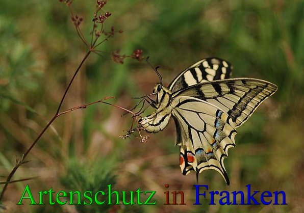 Bild zum Eintrag (1111286-160)