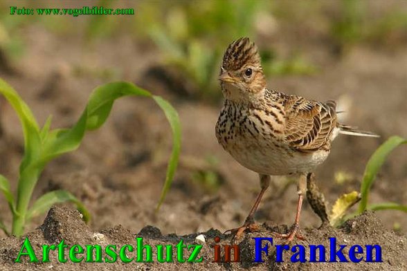 Copyright AiS - Werner Oppermann - www.vogelbilder.com Bild zum Eintrag (1111497-160)