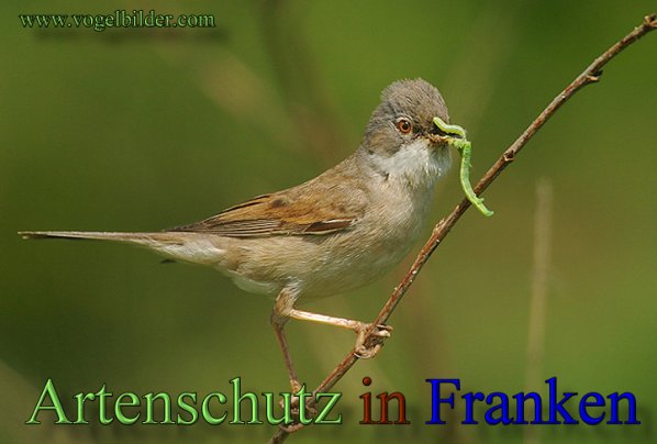 Copyright AiS - Werner Oppermann - www.vogelbilder.com Bild zum Eintrag (1111522-160)
