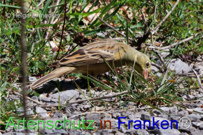 © Artenschutz in Franken® / Helga Zinnecker Bild zum Eintrag (1111585-160)