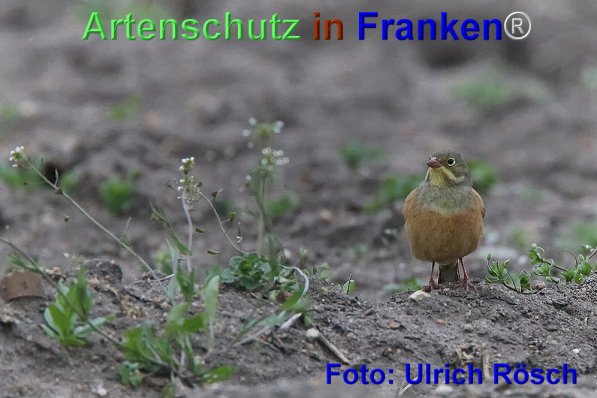 Copyright AiF Ulrich Rösch Bild zum Eintrag (1111588-160)