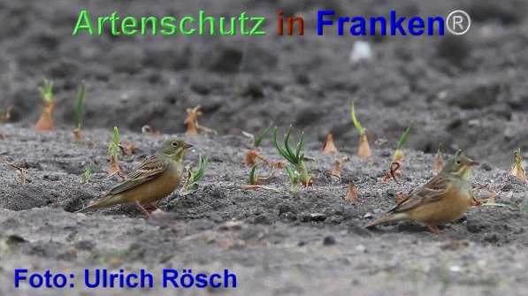 Copyright AiF Ulrich Rösch Bild zum Eintrag (1111589-160)