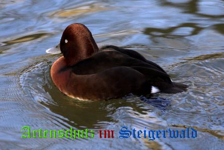 Copyright AiS / Ulrich Rösch Bild zum Eintrag (1111687-160)