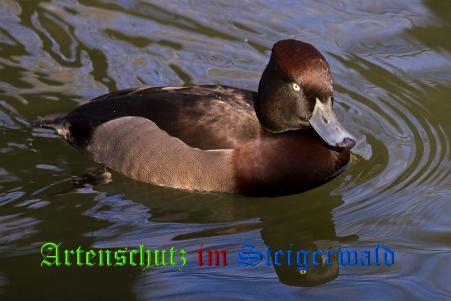 Copyright AiS / Ulrich Rösch Bild zum Eintrag (1111688-160)