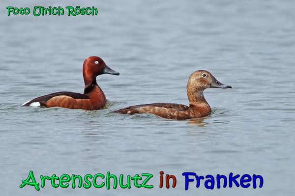 Copyright AiS Ulrich Rösch Bild zum Eintrag (1111690-160)