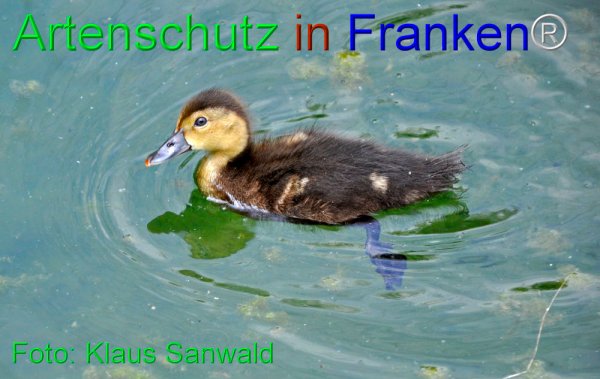 Copyright AiF Klaus Sanwald Bild zum Eintrag (1111692-160)