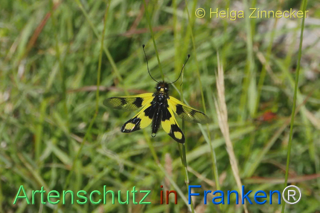 © Artenschutz in Franken® / Helga Zinnecker Bild zum Eintrag (1111727-160)