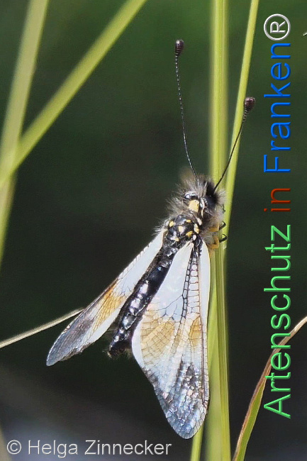 © Artenschutz in Franken® / Helga Zinnecker Bild zum Eintrag (1111736-160)