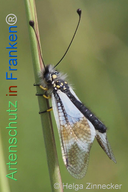© Artenschutz in Franken® / Helga Zinnecker Bild zum Eintrag (1111739-160)
