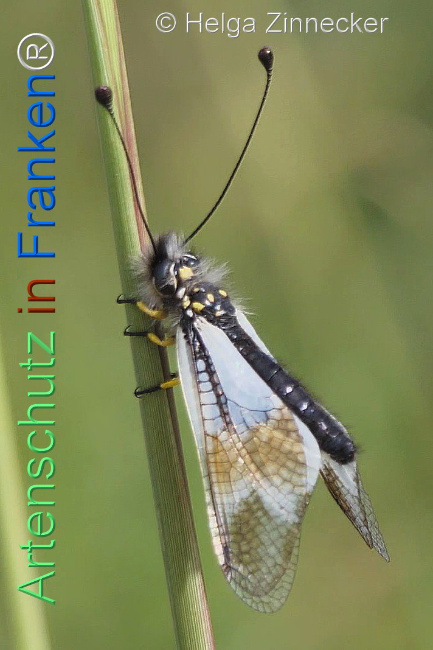 © Artenschutz in Franken® / Helga Zinnecker Bild zum Eintrag (1111740-160)