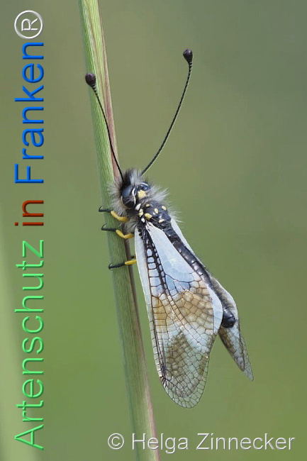 © Artenschutz in Franken® / Helga Zinnecker Bild zum Eintrag (1111741-160)