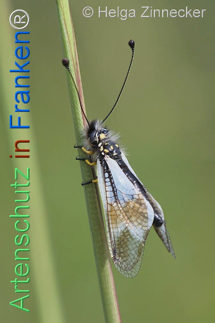 © Artenschutz in Franken® / Helga Zinnecker Bild zum Eintrag (1111742-160)