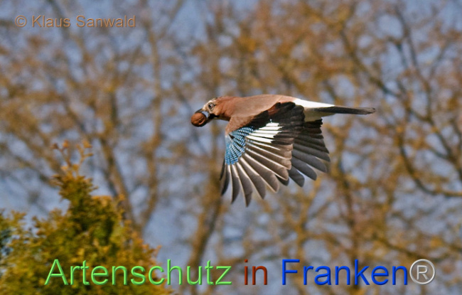 © Artenschutz in Franken® / Klaus Sanwald Bild zum Eintrag (1111983-160)