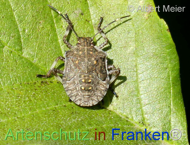 © Artenschutz in Franken® / Albert Meier Bild zum Eintrag (1112066-160)