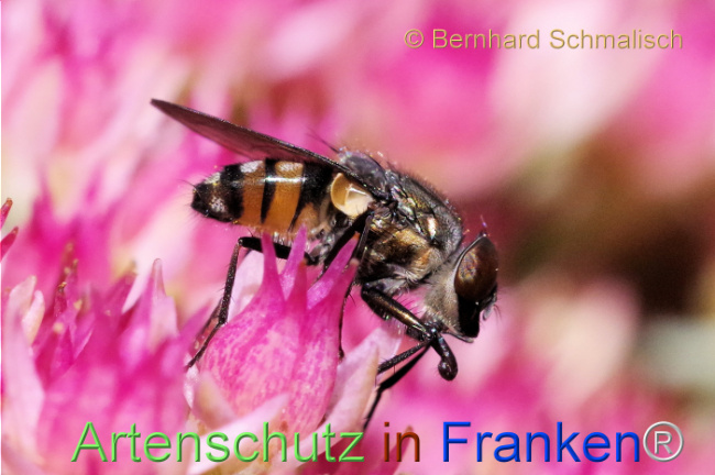 © Artenschutz in Franken® / Bernhard Schmalisch Bild zum Eintrag (1112082-160)