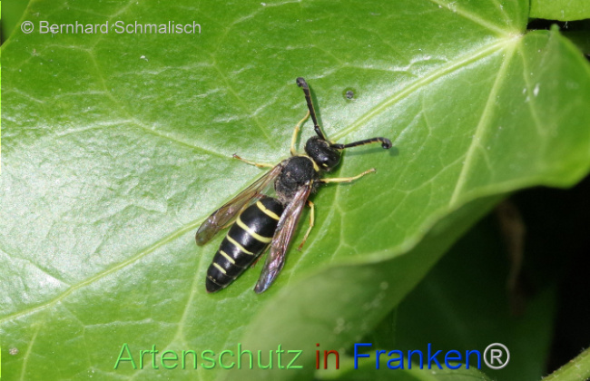 © Artenschutz in Franken® / Bernhard Schmalisch Bild zum Eintrag (1112120-160)