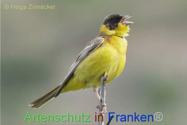 © Artenschutz in Franken® / Helga Zinnecker Bild zum Eintrag (1112146-160)