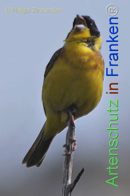 © Artenschutz in Franken® / Helga Zinnecker Bild zum Eintrag (1112147-160)