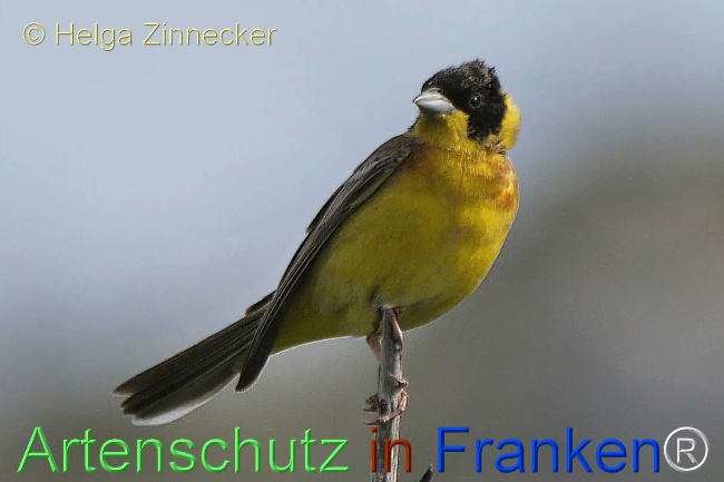 © Artenschutz in Franken® / Helga Zinnecker Bild zum Eintrag (1112148-160)