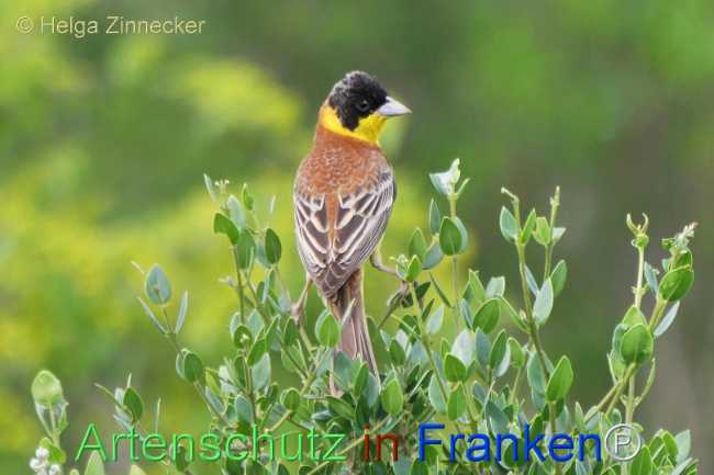 © Artenschutz in Franken® / Helga Zinnecker Bild zum Eintrag (1112150-160)