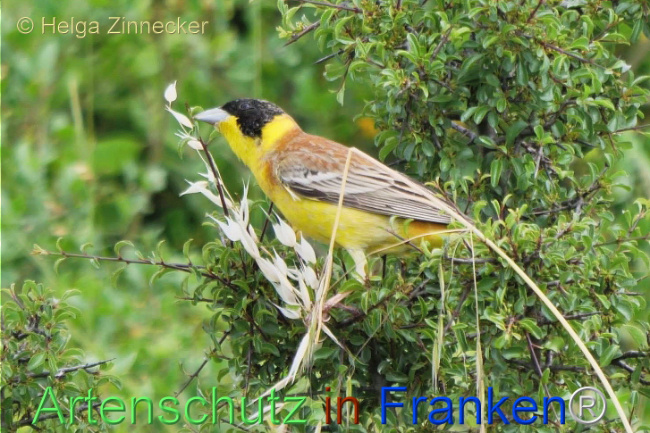 © Artenschutz in Franken® / Helga Zinnecker Bild zum Eintrag (1112151-160)