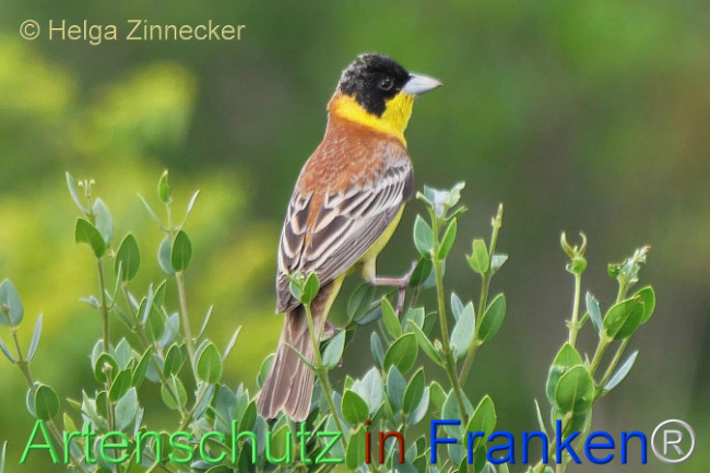 © Artenschutz in Franken® / Helga Zinnecker Bild zum Eintrag (1112152-160)