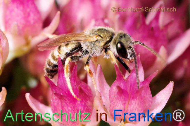 © Artenschutz in Franken® / Bernhard Schmalisch Bild zum Eintrag (1112181-160)
